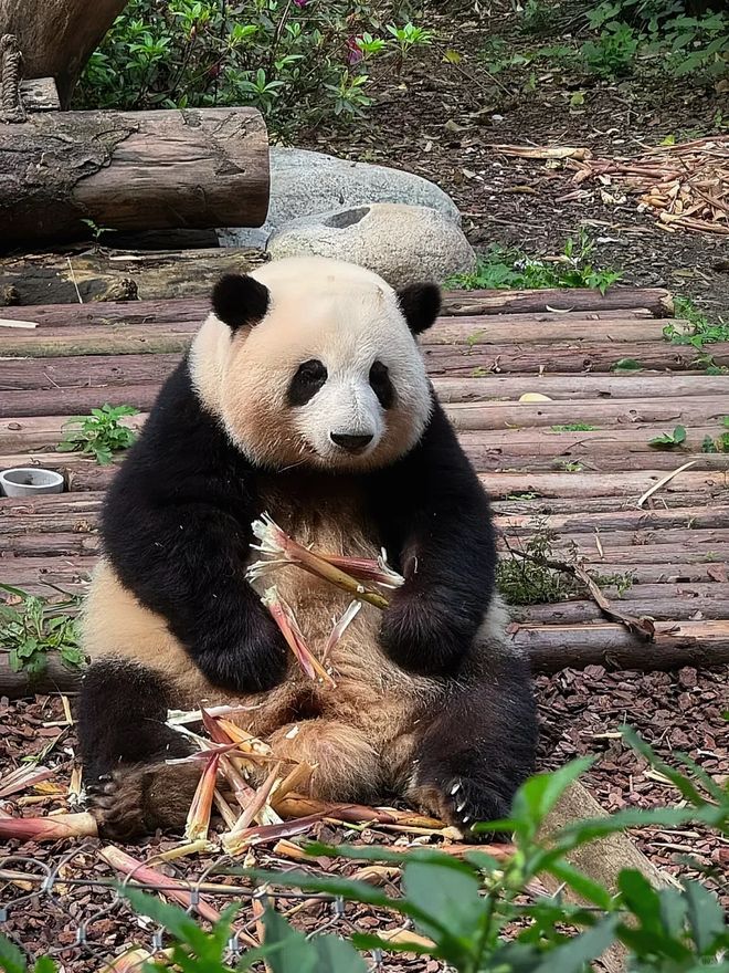 天四晚景点美食汇凯发川味之旅：五(图2)